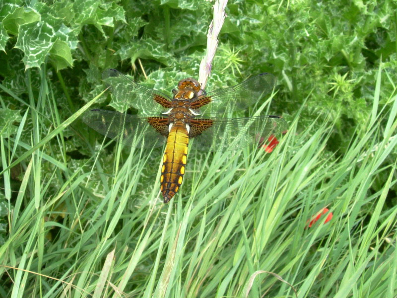 Libellula depressa